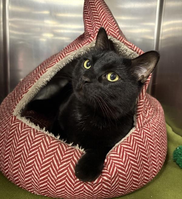 Enlarge Loki, a Adoptable mixed breed in Sioux City, IA image 4/4