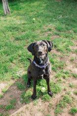 Pumpkin Pie, a ADOPTABLE Mixed Breed in Lewiston, ID image 2/3