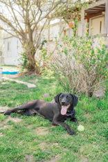 Pumpkin Pie, a ADOPTABLE Mixed Breed in Lewiston, ID image 3/3
