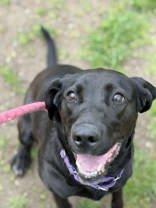 Pumpkin Pie, a ADOPTABLE Mixed Breed in Lewiston, ID image 1/3