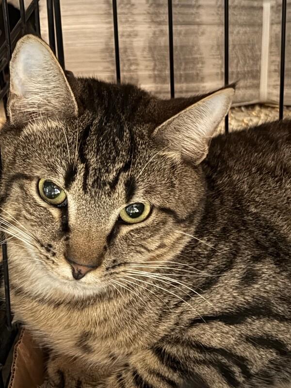 Enlarge Zag, a Adoptable Domestic Short Hair in Zimmerman, MN image 1/1