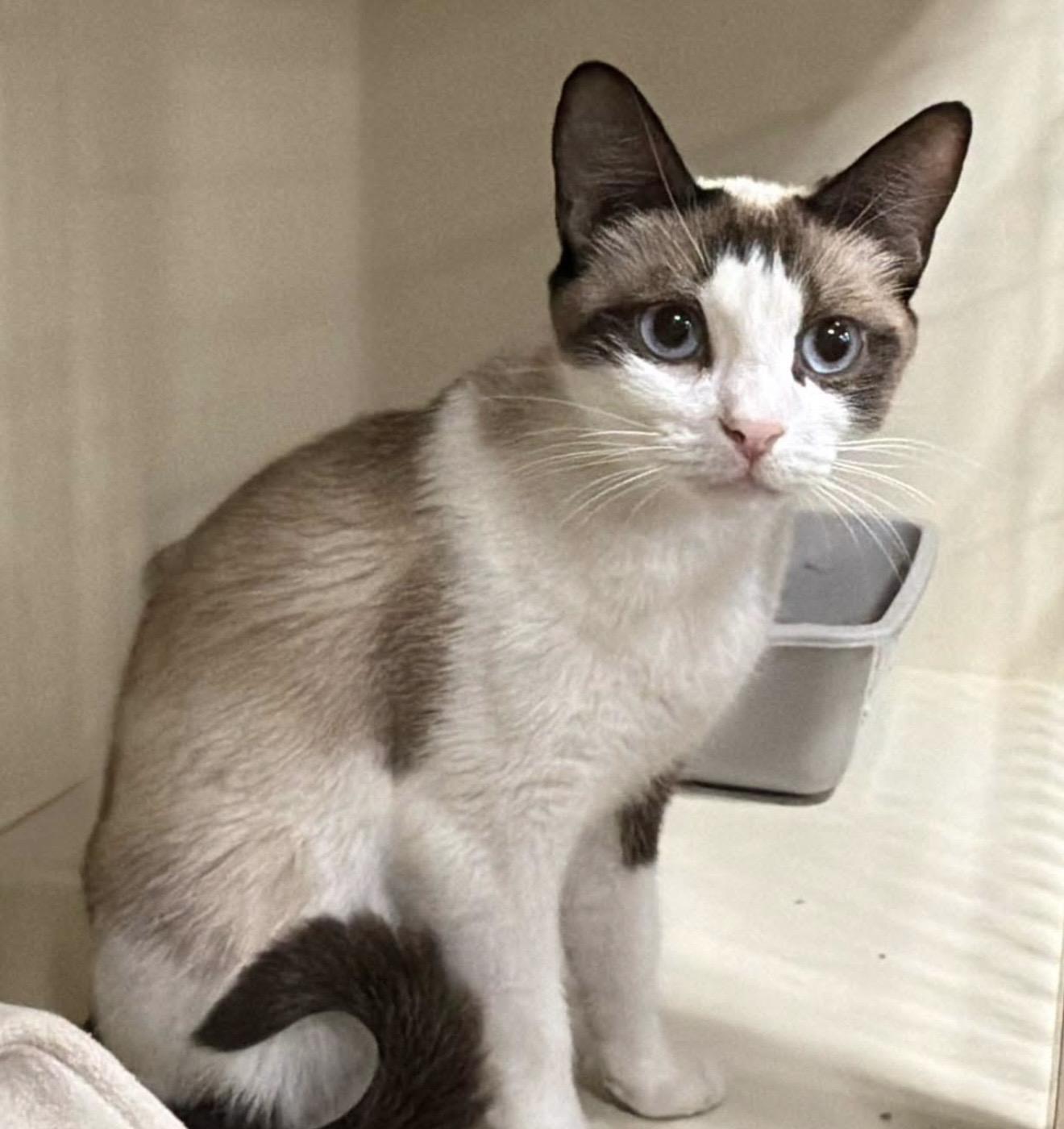Zassi, adopted, Adult Female Snowshoe.