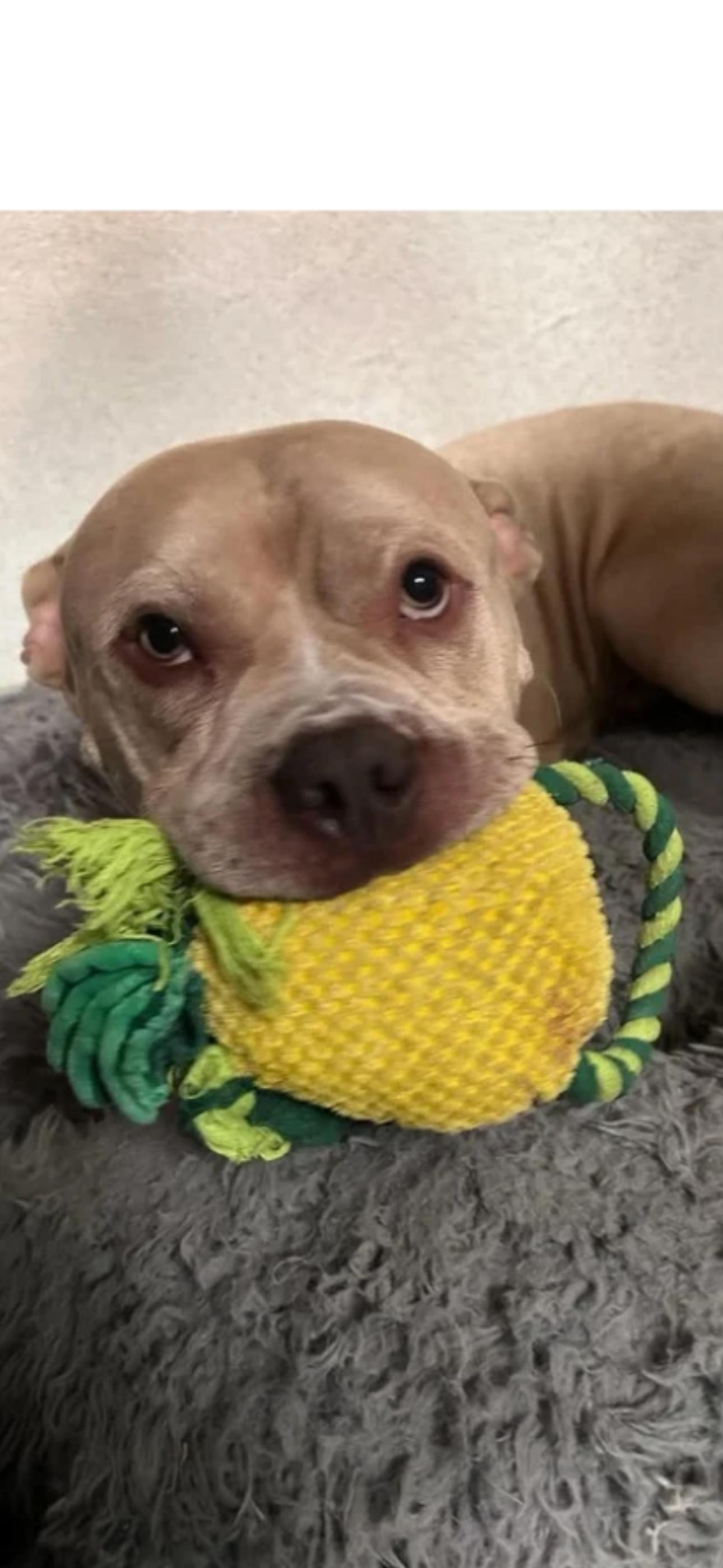 Enlarge Viggio, a Adoptable mixed breed in Dallas, TX image 1/3