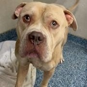 Enlarge Viggio, a Adoptable mixed breed in Dallas, TX image 2/3