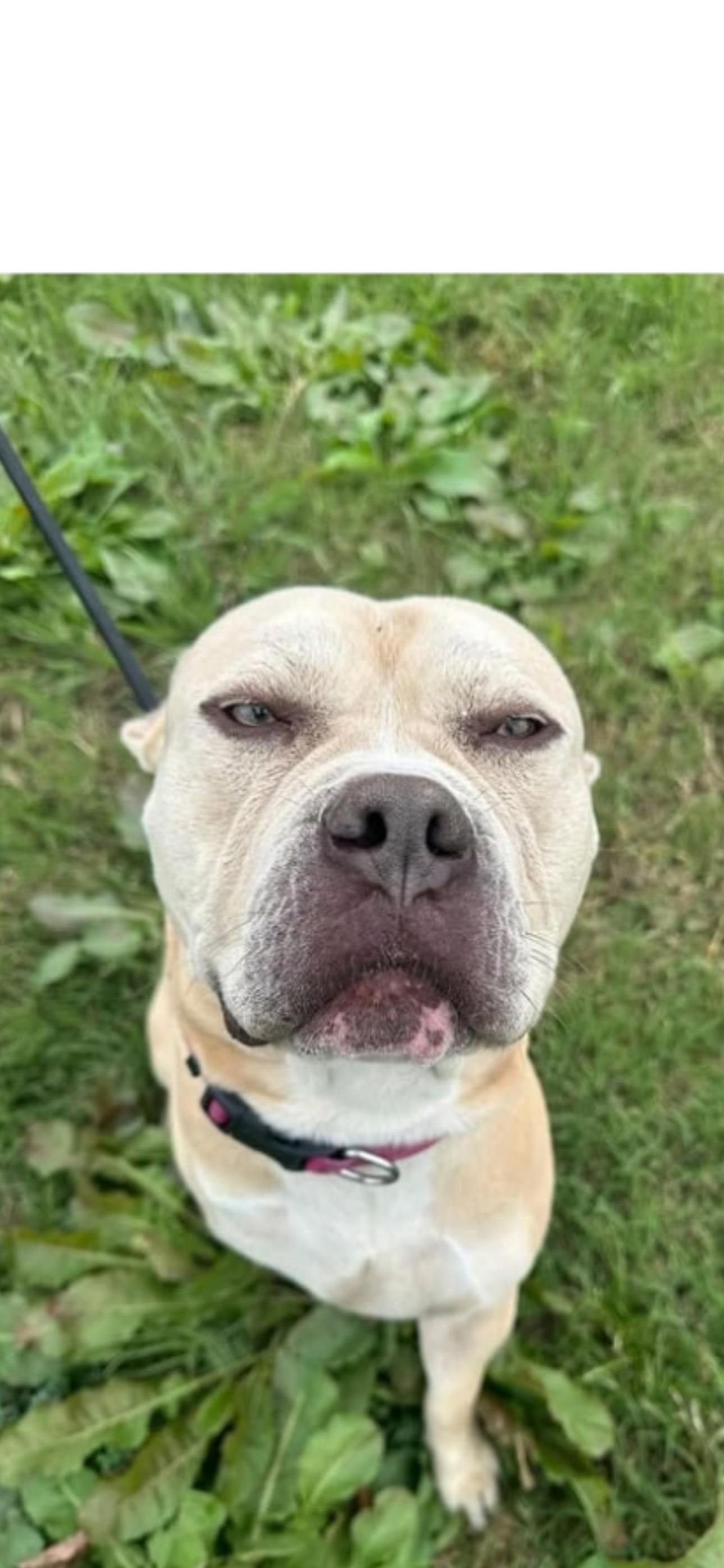 Enlarge Viggio, a Adoptable mixed breed in Dallas, TX image 3/3