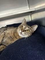 Enlarge Minerva, a ADOPTABLE Domestic Short Hair in Manitowoc, WI image 1/1