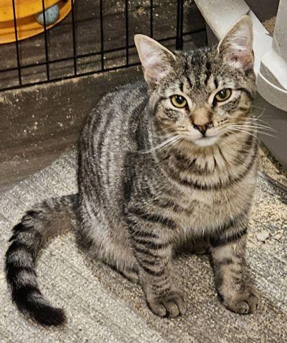 Enlarge Vito, a Adoptable mixed breed in Lenhartsville, PA image 1/1