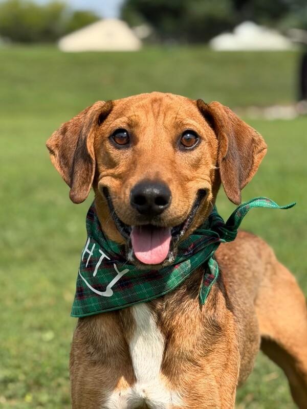 Patch, Adoptable, Adult Male Hound.