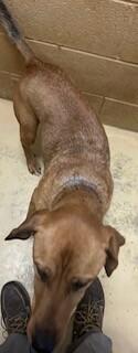 Patch, Adoptable, Adult Male Hound.