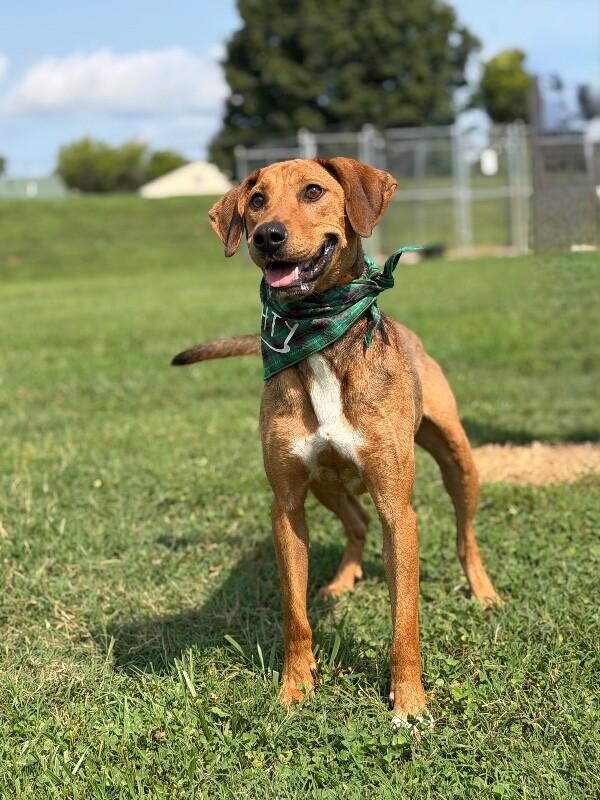 Patch, a Adoptable Hound in Maryville, TN image 2/4