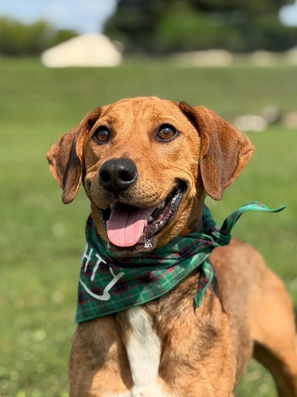 Patch, a Adoptable Hound in Maryville, TN image 3/4