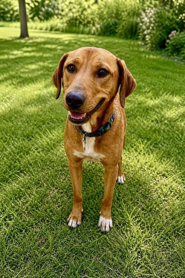 Enlarge Patch, a Adoptable Hound in Maryville, TN image 2/6