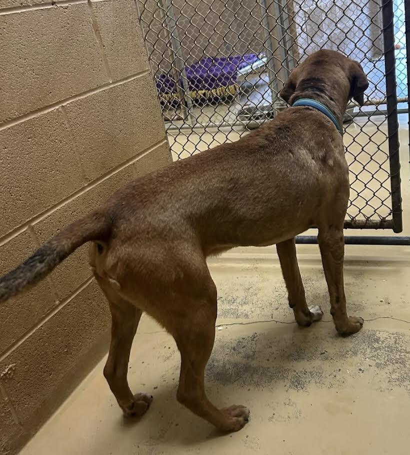 Enlarge Patch, a Adoptable Hound in Maryville, TN image 3/6
