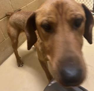 Enlarge Patch, a Adoptable Hound in Maryville, TN image 4/6