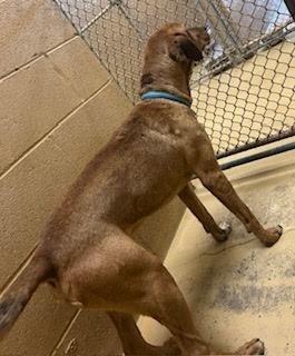 Enlarge Patch, a Adoptable Hound in Maryville, TN image 5/6