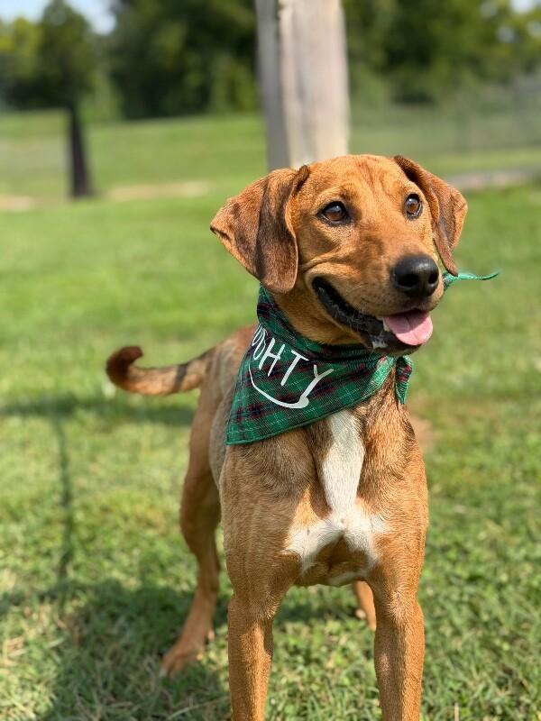 Patch, a Adoptable Hound in Maryville, TN image 4/4