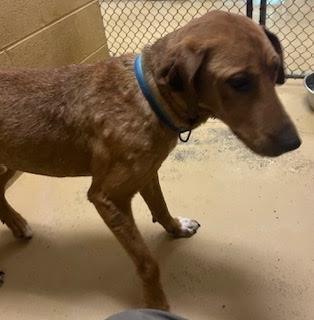 Enlarge Patch, a Adoptable Hound in Maryville, TN image 6/6