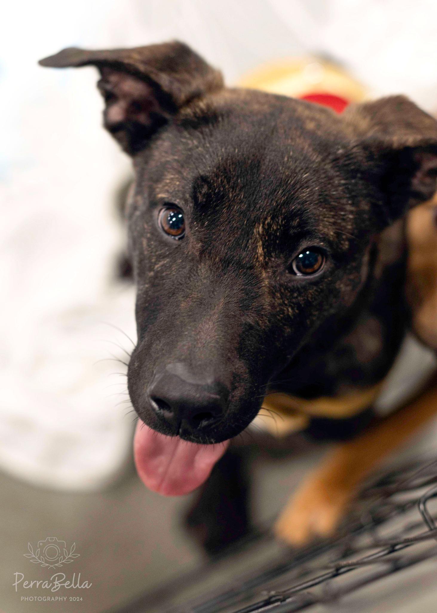 Ocean Spray, Adoptable, Young Male Pit Bull Terrier & Belgian Shepherd / Malinois.