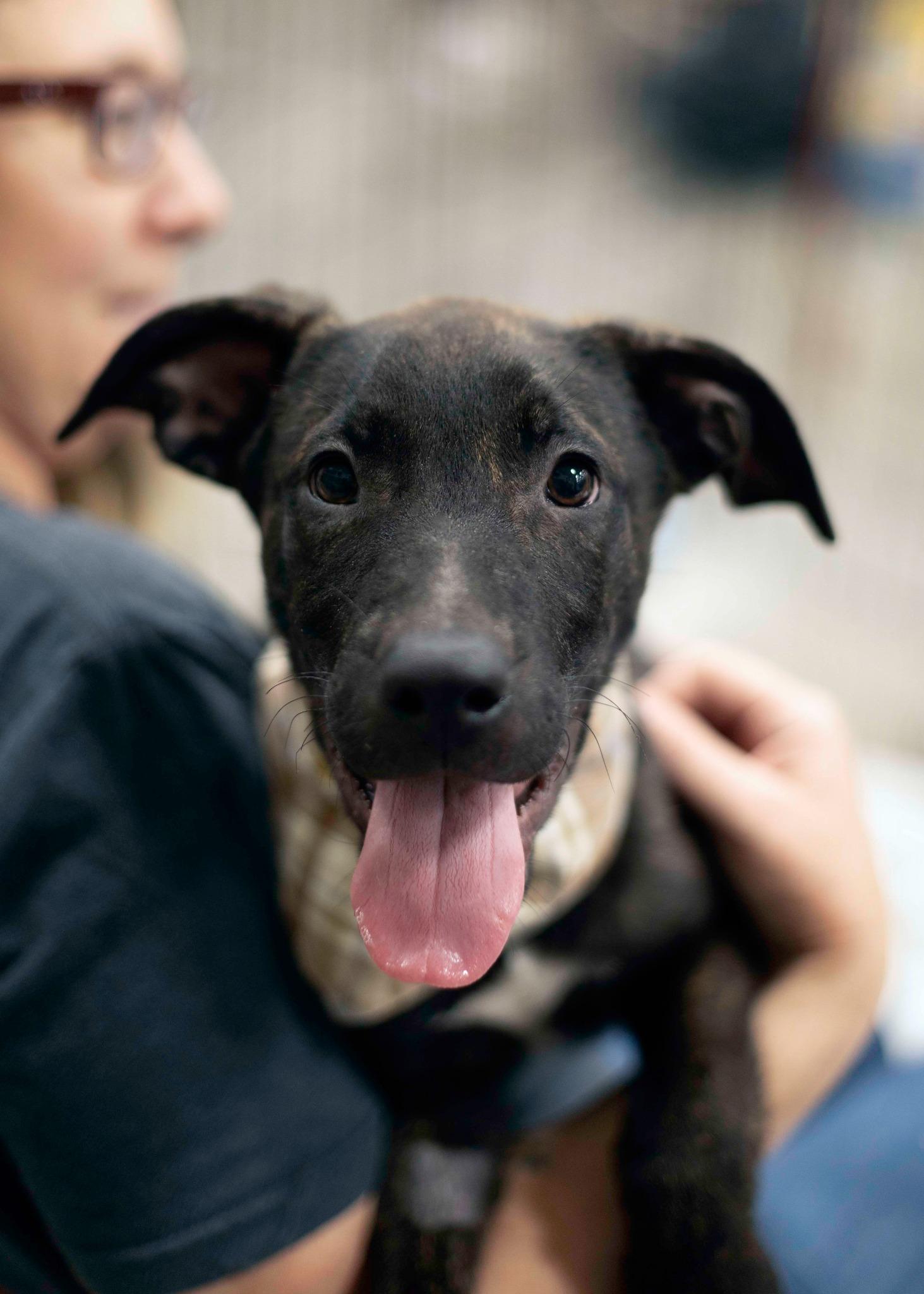 Ocean Spray, Adoptable, Adult Male Pit Bull Terrier & Belgian Shepherd / Malinois.