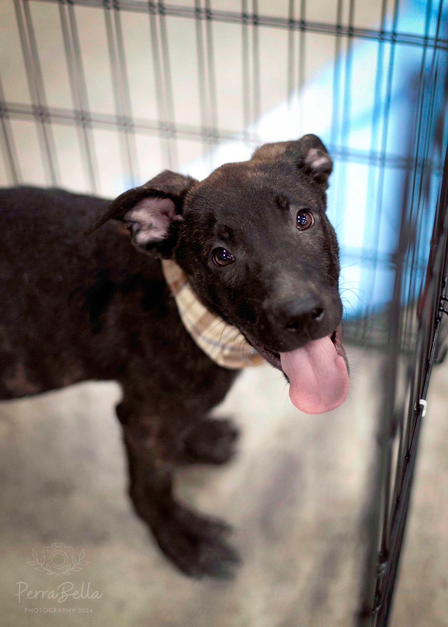 Enlarge Ocean Spray, a Adoptable mixed breed in West Richland, WA image 3/6