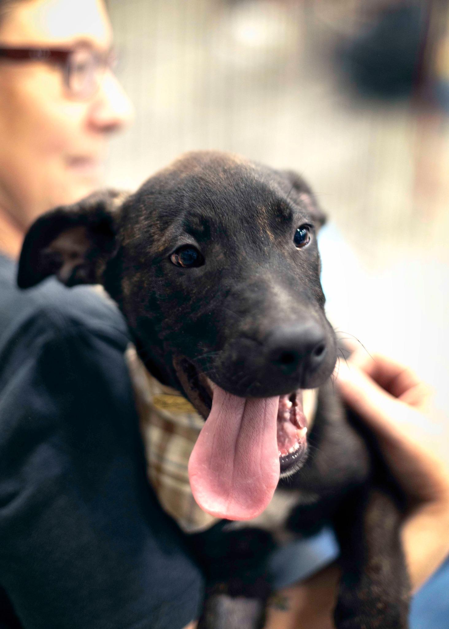 Enlarge Ocean Spray, a Adoptable mixed breed in West Richland, WA image 4/6