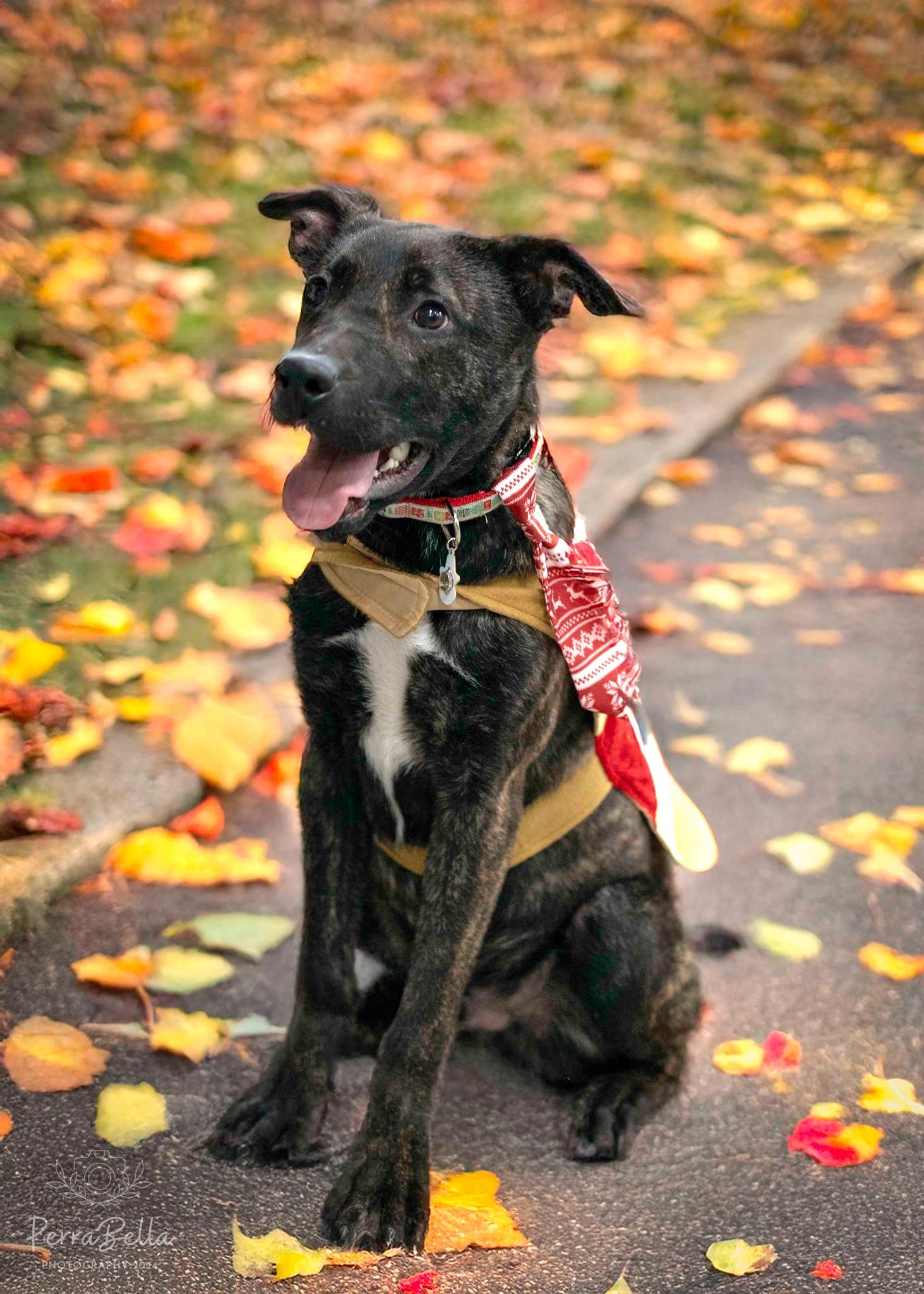 Enlarge Ocean Spray, a Adoptable mixed breed in West Richland, WA image 5/6