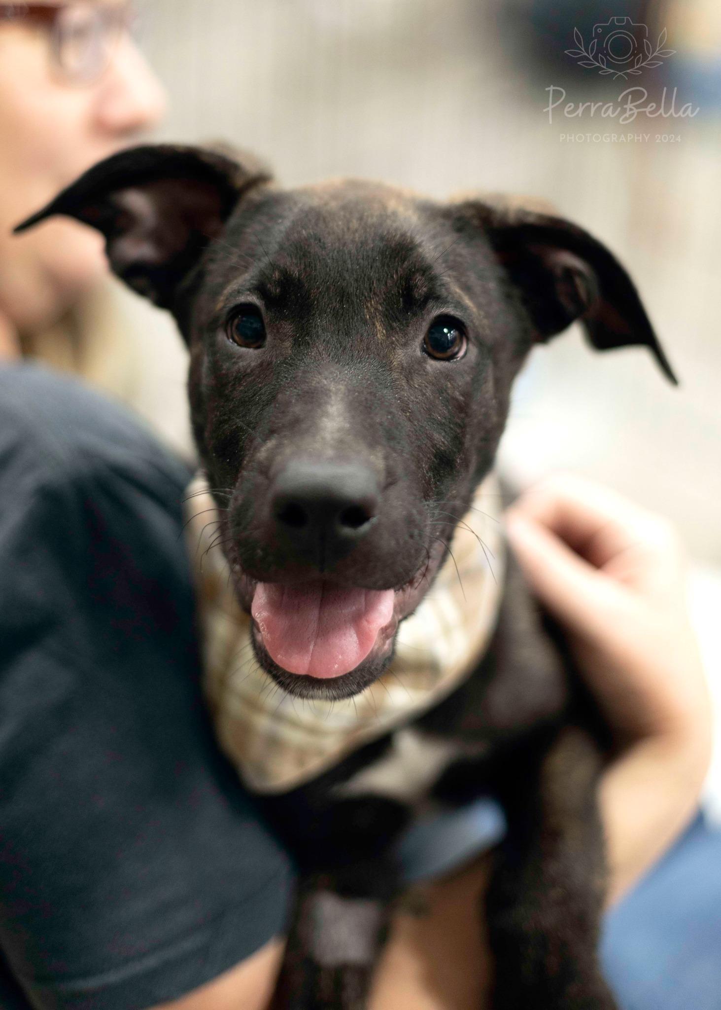 Enlarge Ocean Spray, a Adoptable mixed breed in West Richland, WA image 6/6