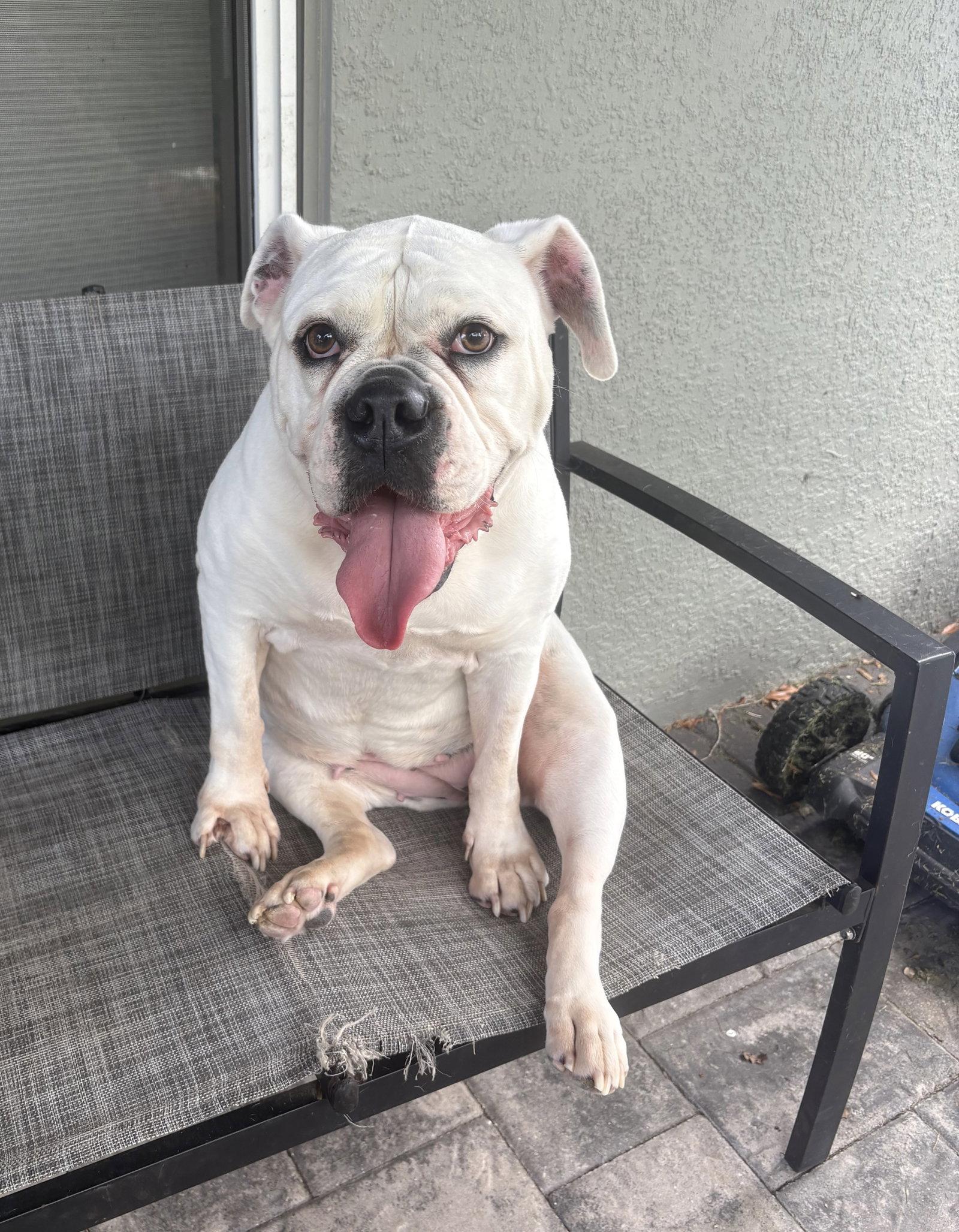 Khloe, Adoptable, Senior Female English Bulldog.