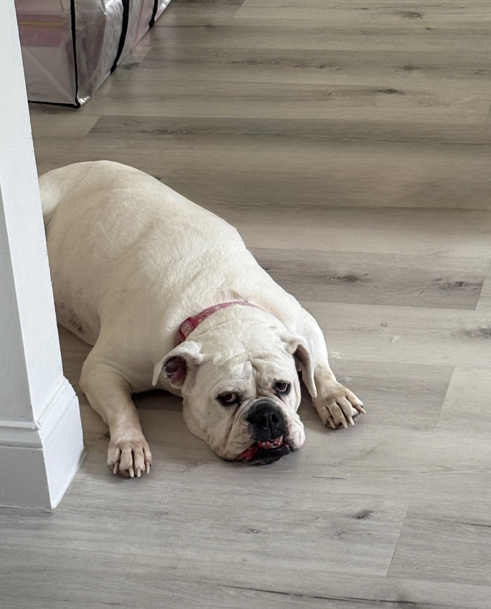 Khloe, a Adoptable English Bulldog in Sanford, FL image 2/3