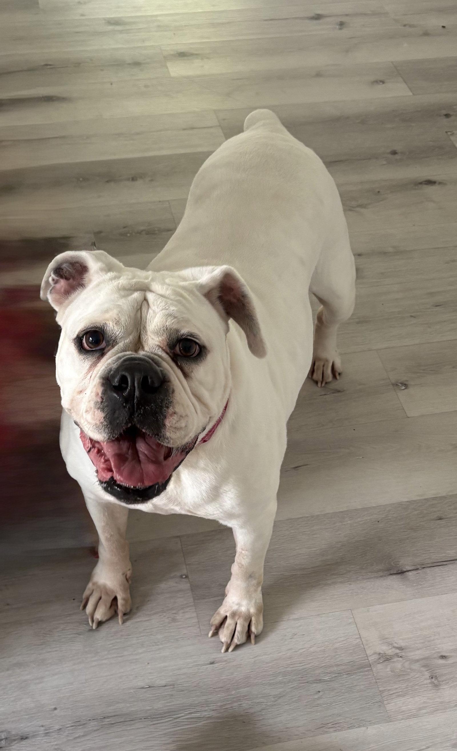 Khloe, a Adoptable English Bulldog in Sanford, FL image 3/3