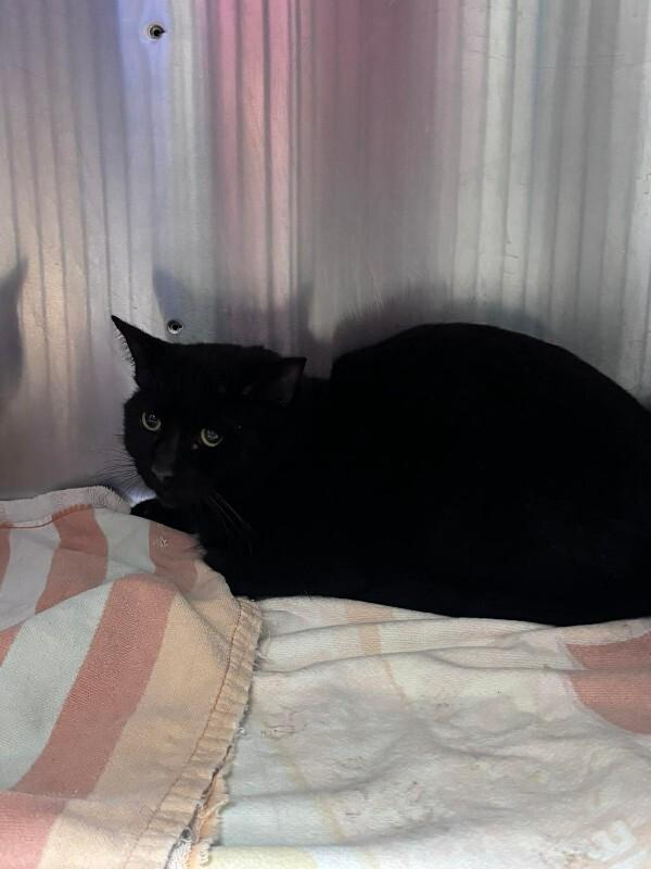 Enlarge Unknown, a Adoptable Domestic Short Hair in Burgaw, NC image 1/1