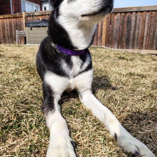 Winter, a Adoptable Husky in Hawkestone, ON image 1/5