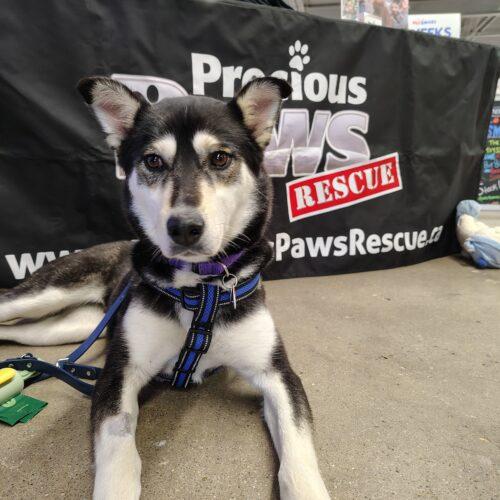 Winter, a Adoptable Husky in Hawkestone, ON image 2/5