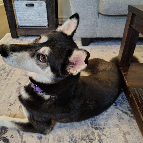 Winter, a Adoptable Husky in Hawkestone, ON image 3/5