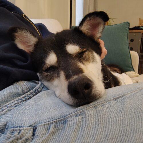 Winter, a Adoptable Husky in Hawkestone, ON image 4/5