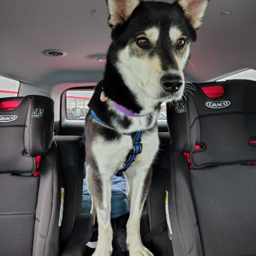 Winter, a Adoptable Husky in Hawkestone, ON image 5/5