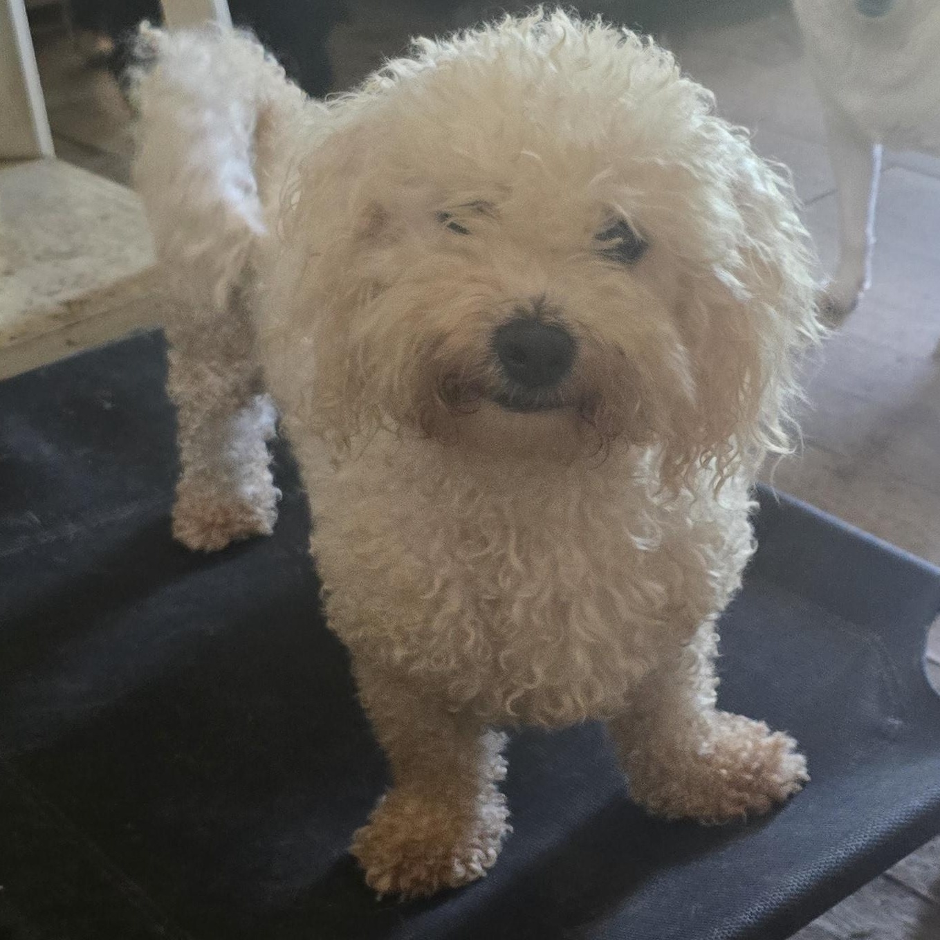 Gabby, an adopted Bichon Frise in Zaleski, OH image 2/2