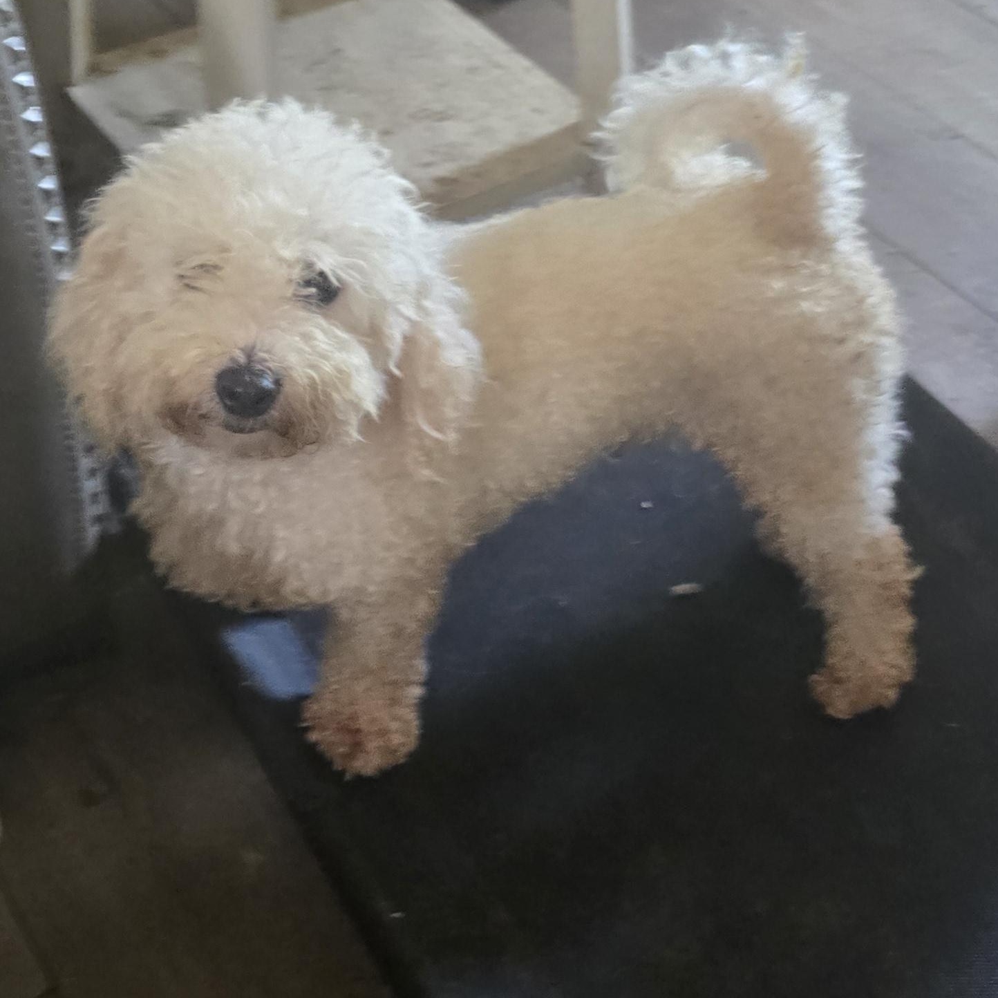 Gabby, adopted, Adult Female Bichon Frise.