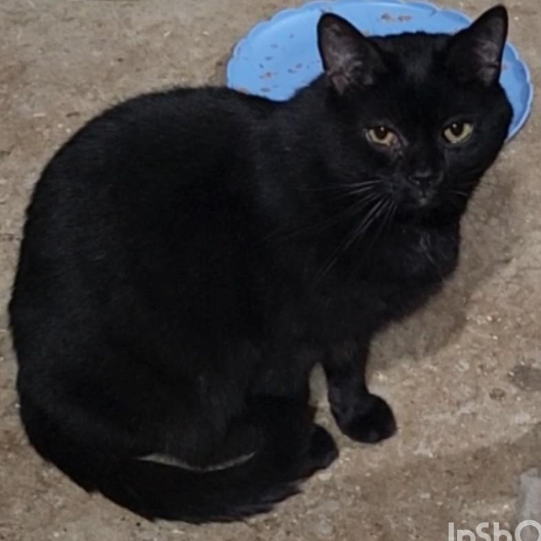 ATTICUS **The Professional Wingman & Feline Hair Stylist**, a Adoptable Domestic Short Hair in Barron, WI image 5/5