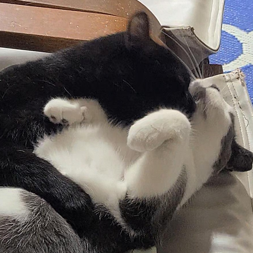 ATTICUS **The Professional Wingman & Feline Hair Stylist**, a Adoptable Domestic Short Hair in Barron, WI image 2/5