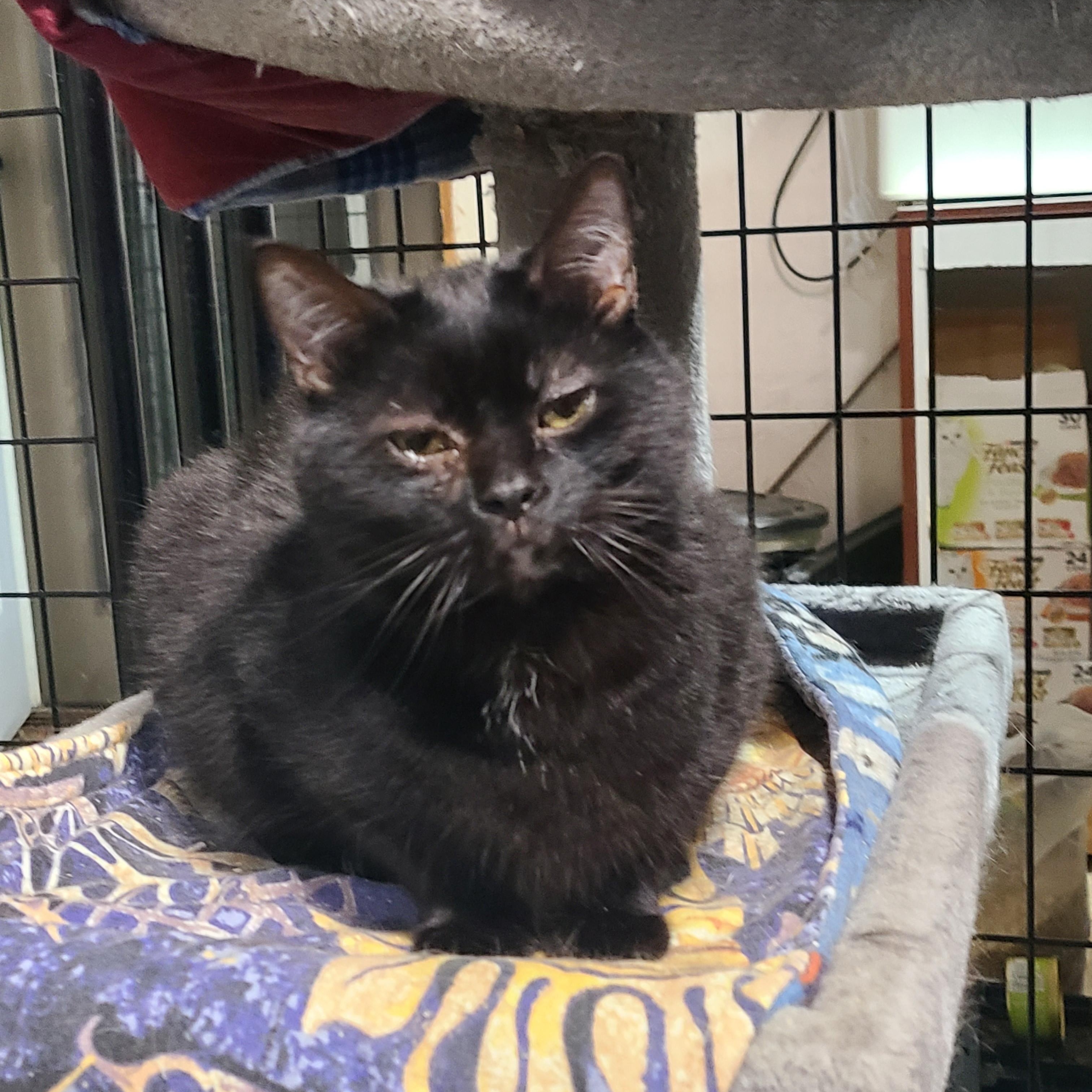 ATTICUS *TENDER HEART*, a Adoptable Domestic Short Hair in Barron, WI image 2/3