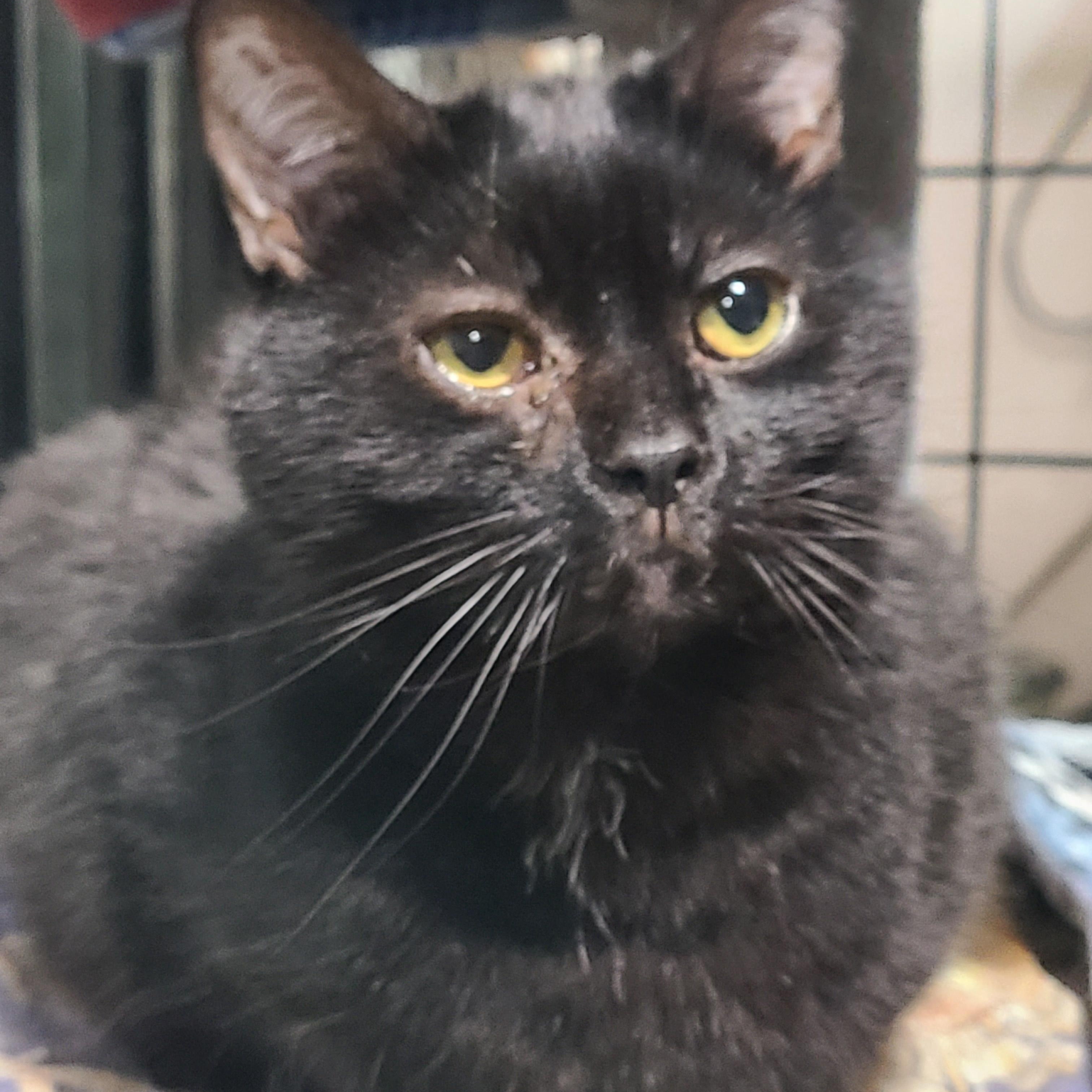 ATTICUS *TENDER HEART*, Adoptable, Adult Male Domestic Short Hair.