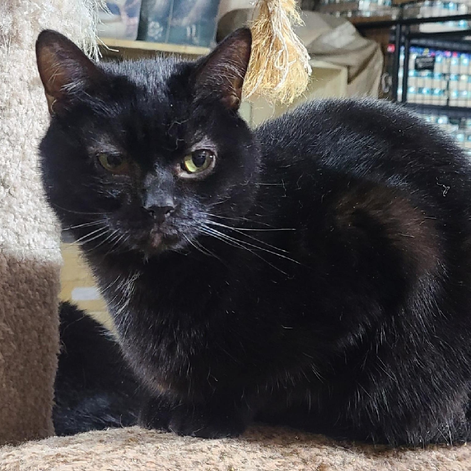 Enlarge ATTICUS **The Professional Wingman & Feline Hair Stylist**, a Adoptable Domestic Short Hair in Barron, WI image 5/6