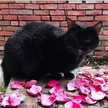 ATTICUS *TENDER HEART*, a Adoptable Domestic Short Hair in Barron, WI image 3/3