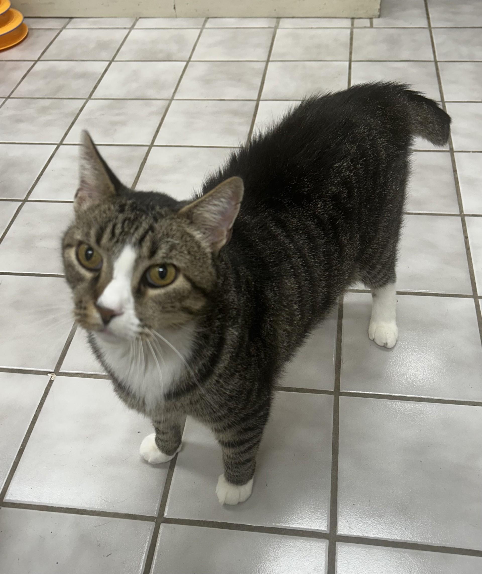 MR BISCUITS, ADOPTABLE, Young Male Domestic Medium Hair.