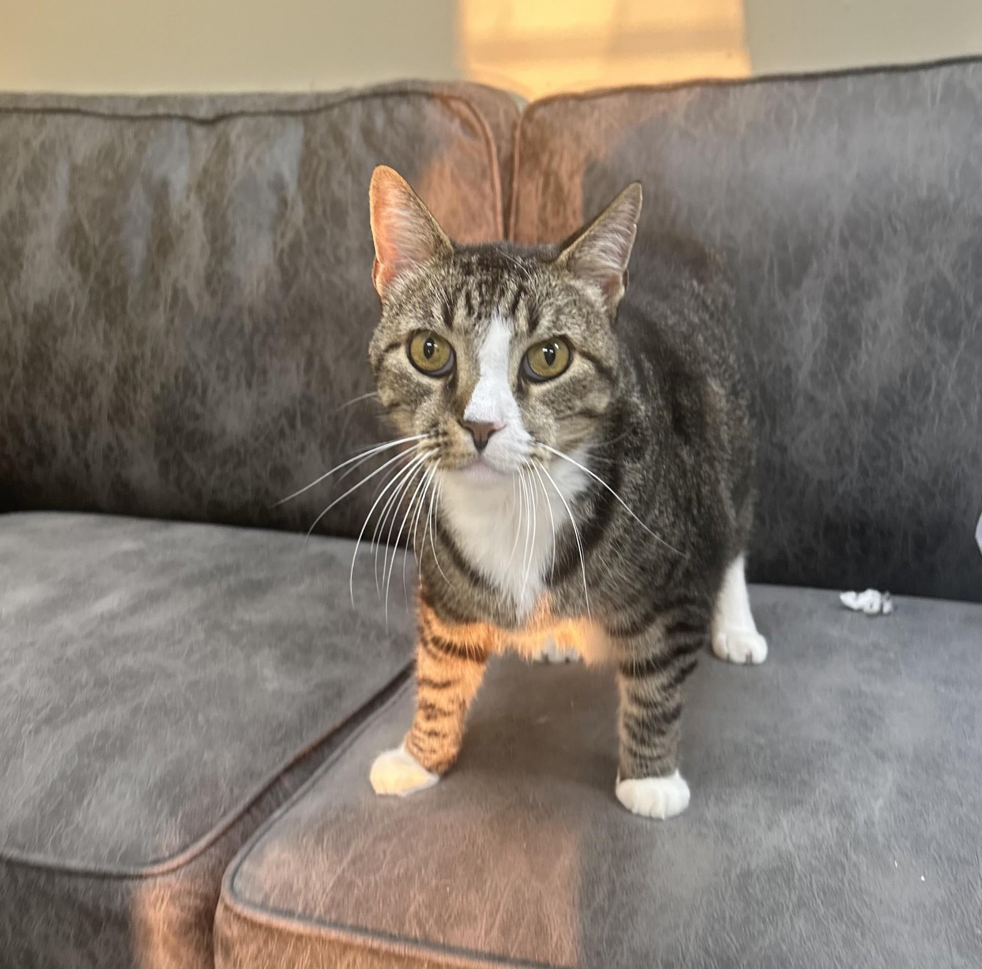 Enlarge MR BISCUITS, a ADOPTABLE Domestic Medium Hair in North Kansas City, MO image 2/2