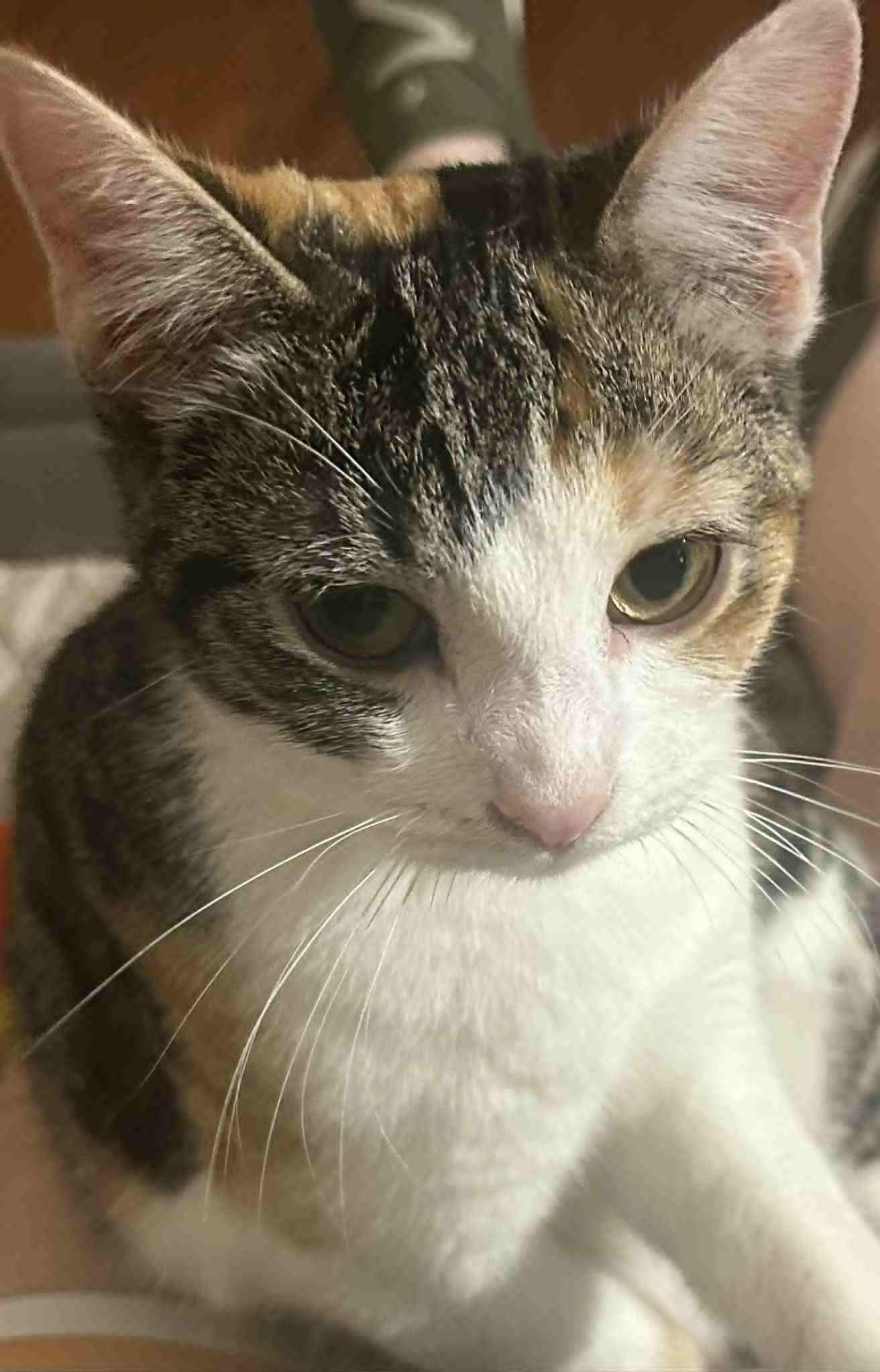 Ginger, a Adoptable Calico in Inez, KY image 1/5