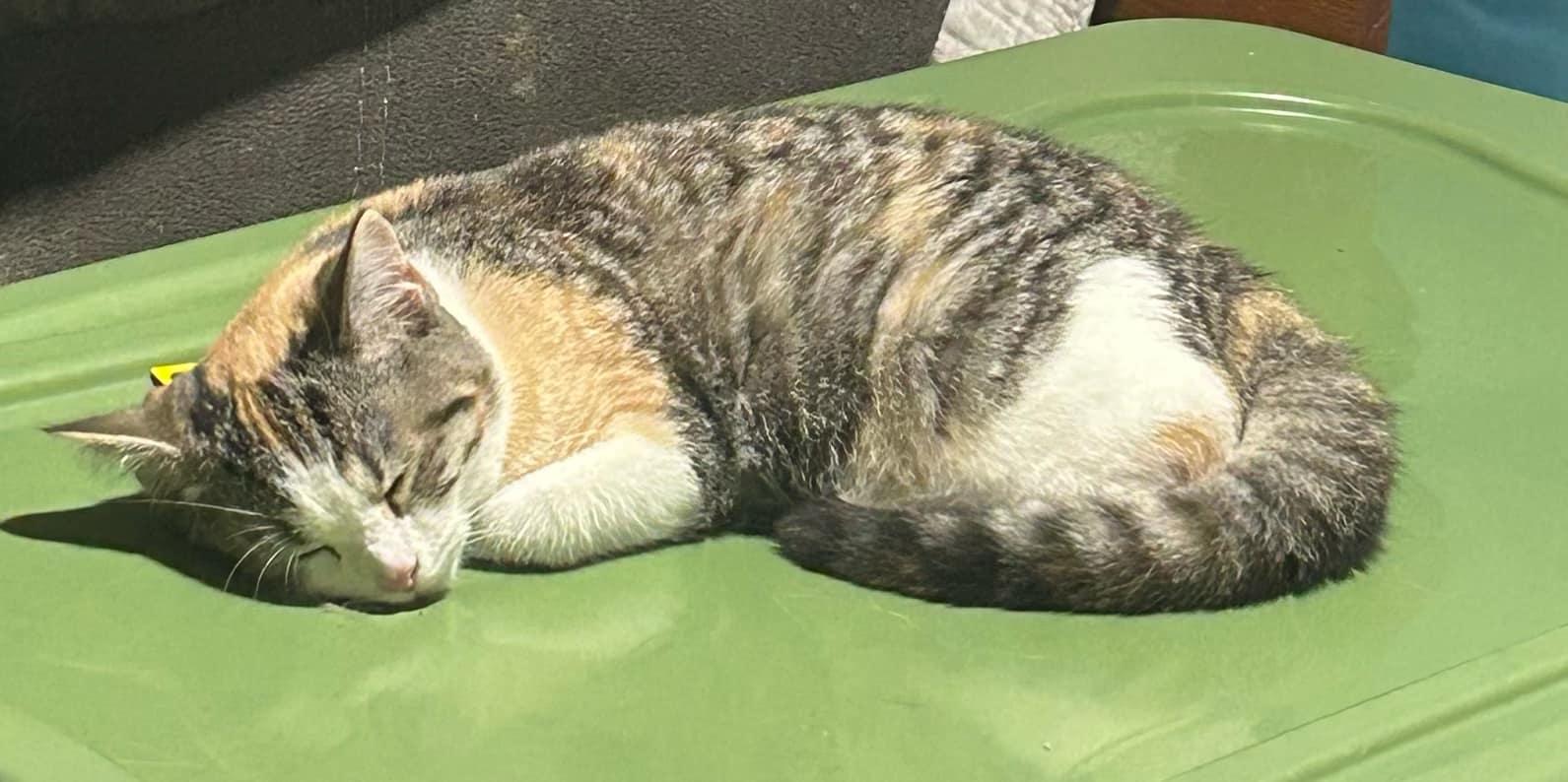 Ginger, Baby Female Calico