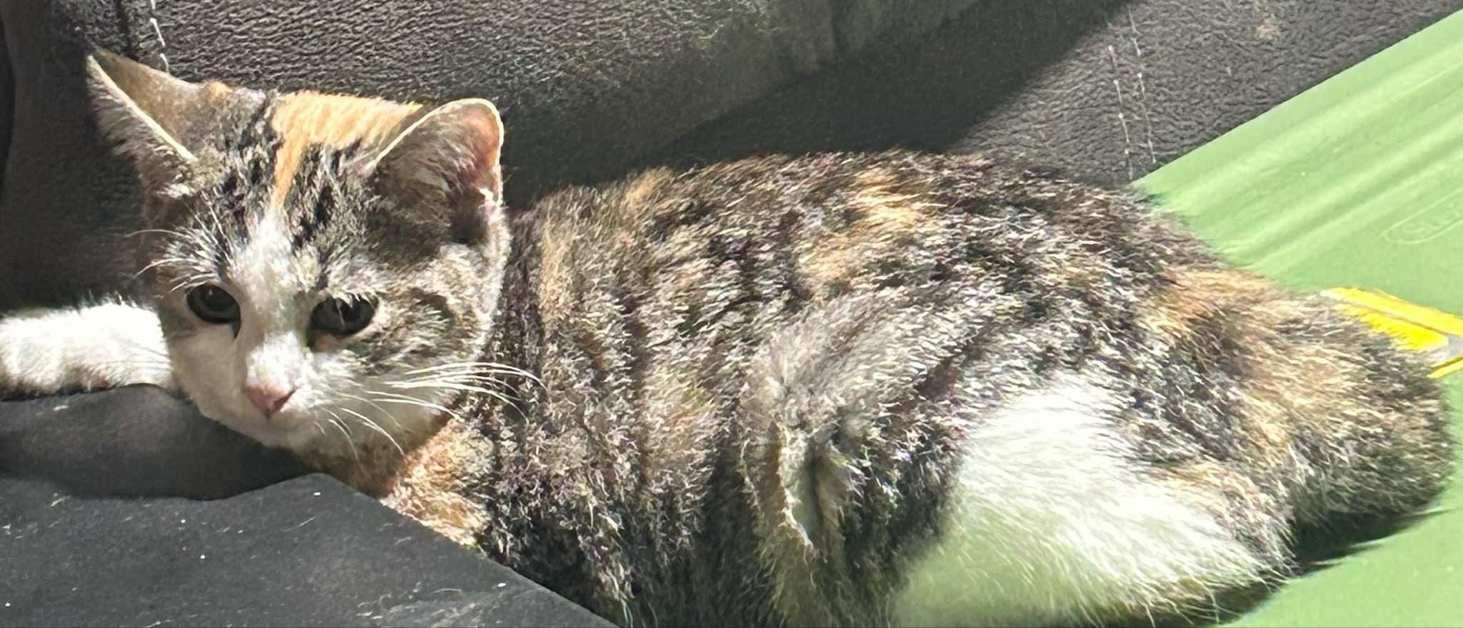 Ginger, a Adoptable Calico in Inez, KY image 3/5