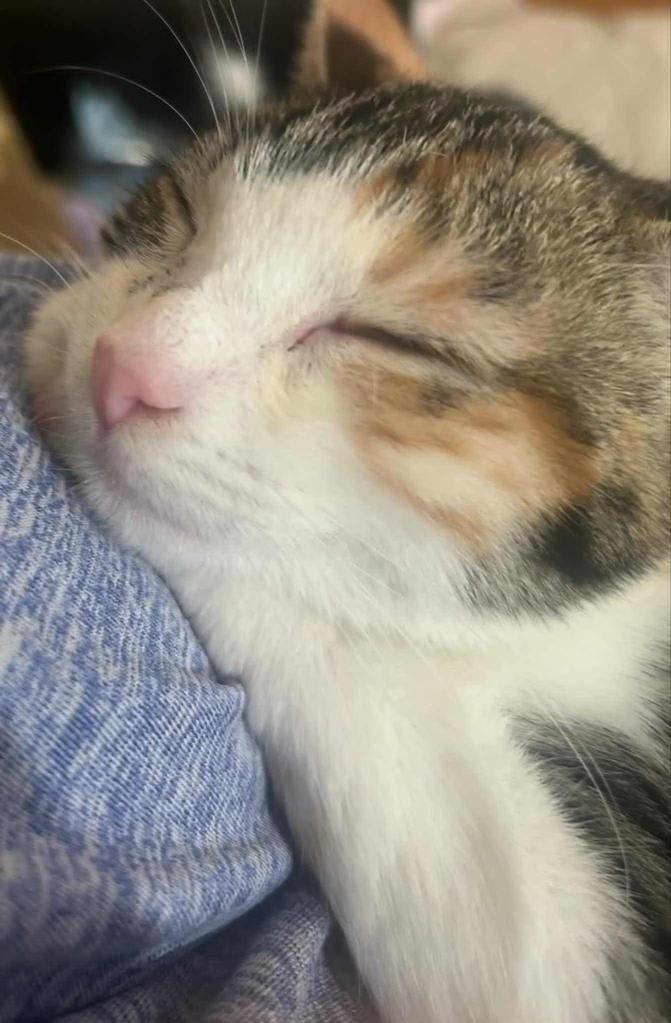 Ginger, a Adoptable Calico in Inez, KY image 4/5